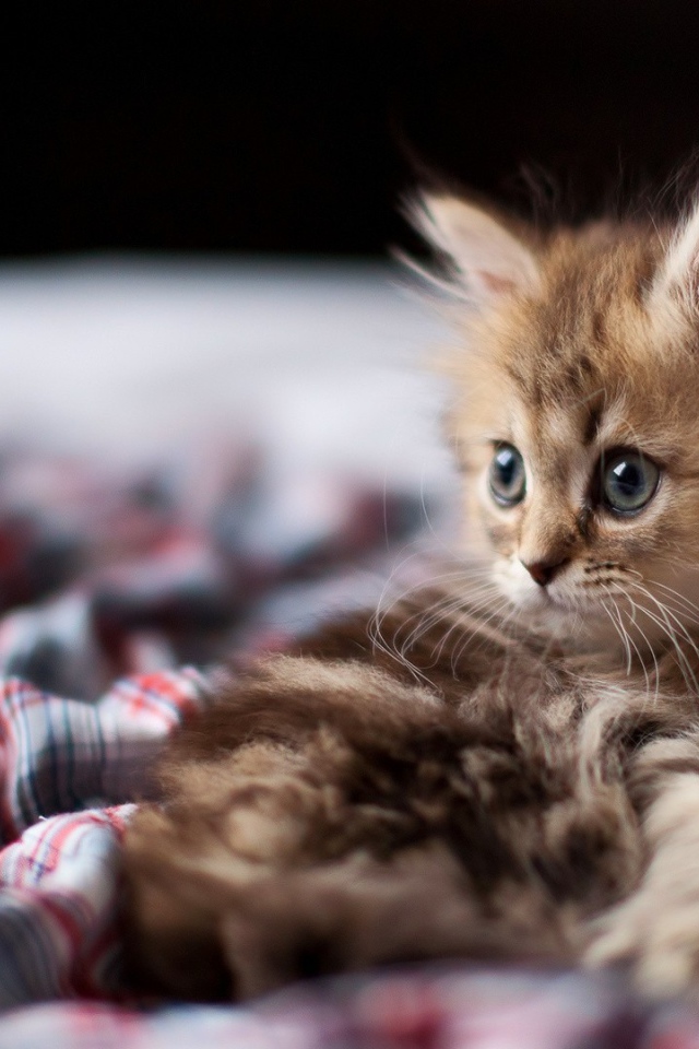 Взлохмаченный котенок в постели