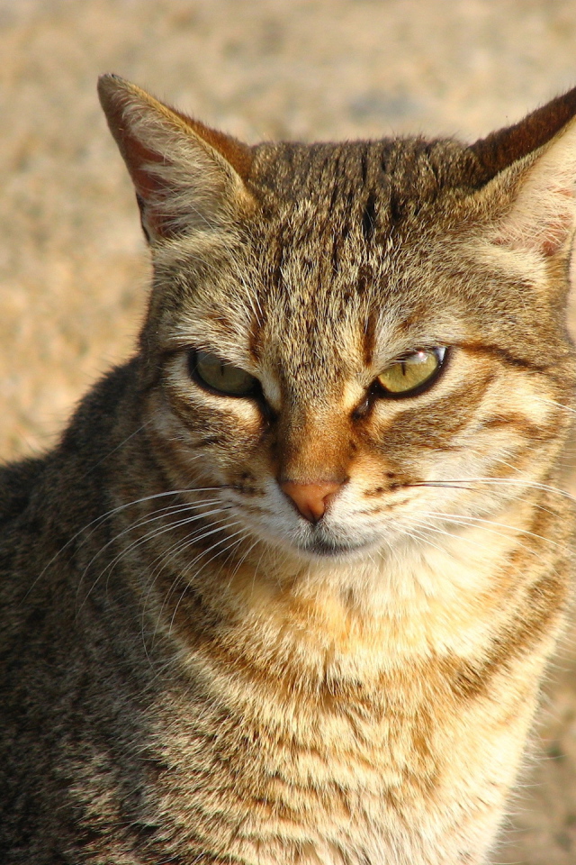 Недовольный большой кот