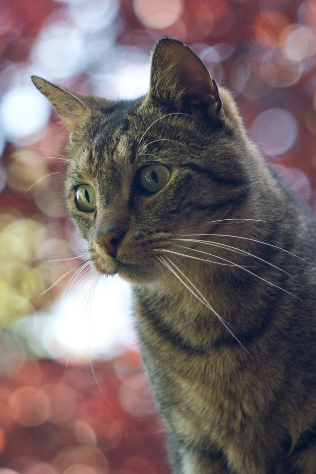 Домашний кот на фоне размытых огней