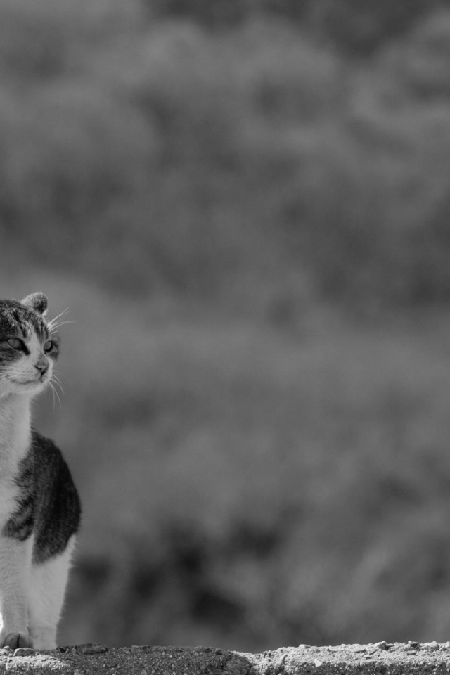 Домашний кот на сером фоне