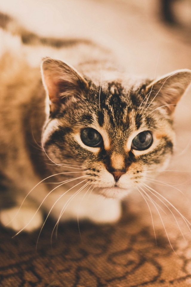 Домашняя кошка сидит на ковре