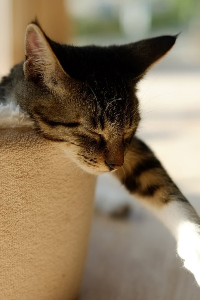 Домашний кот спит в корзине