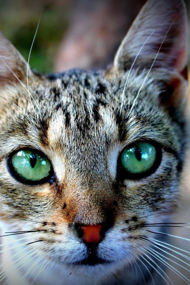 Выразительные зеленые глаза у кошки