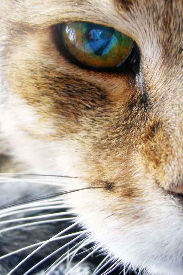 Глаз рыжего кота
