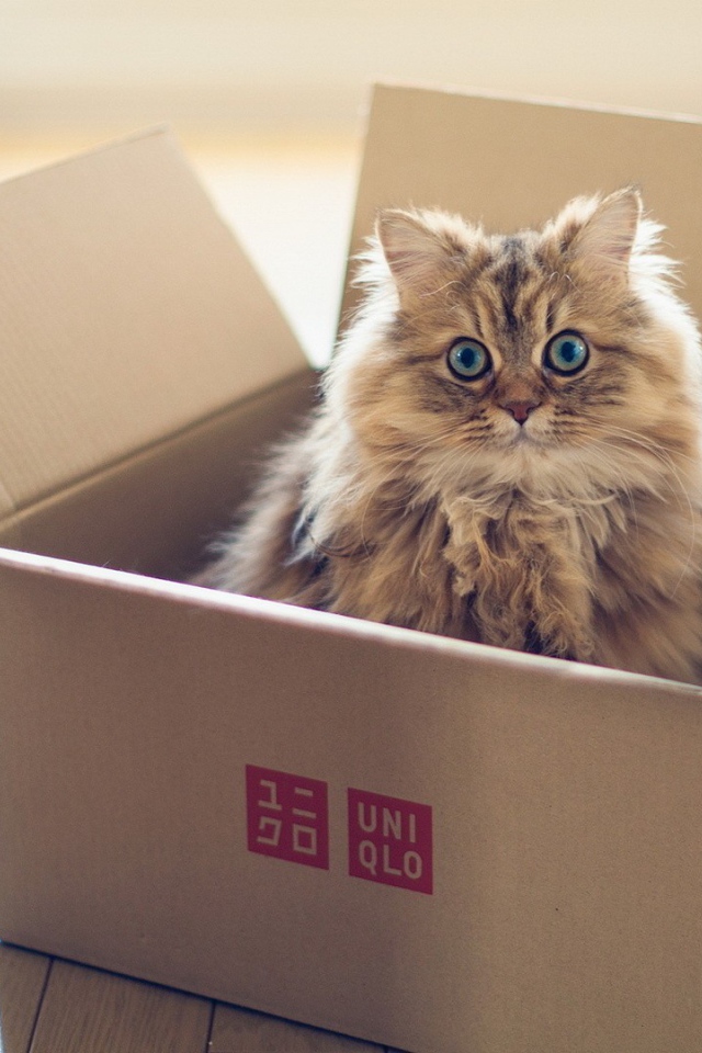 Пушистый кот в картонной коробке