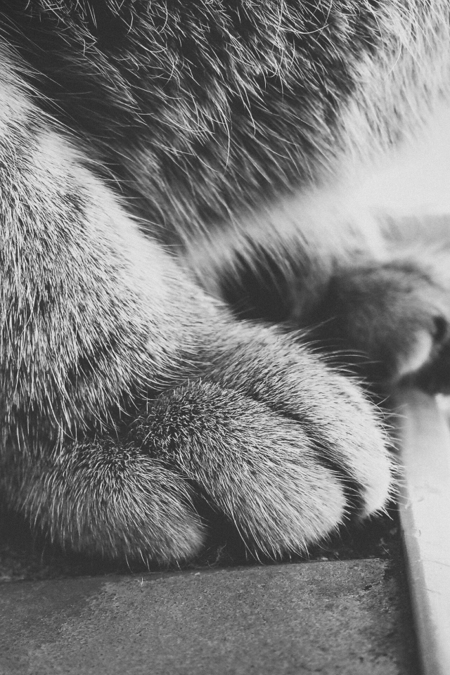 Пушистые кошачьи лапки