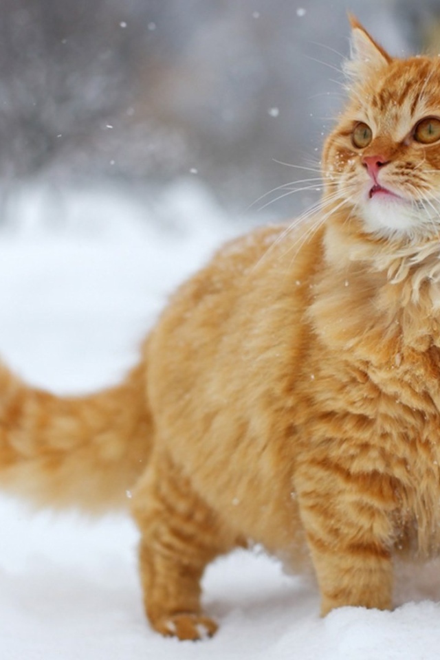 Пушистый рыжий кот на снегу