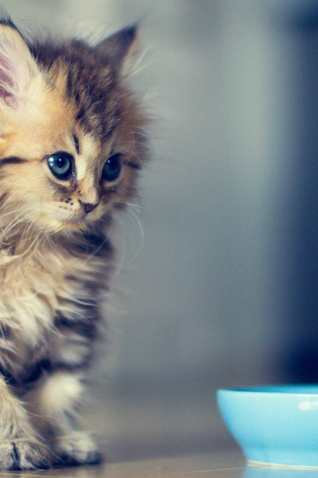 Пушистый котенок у мисочки