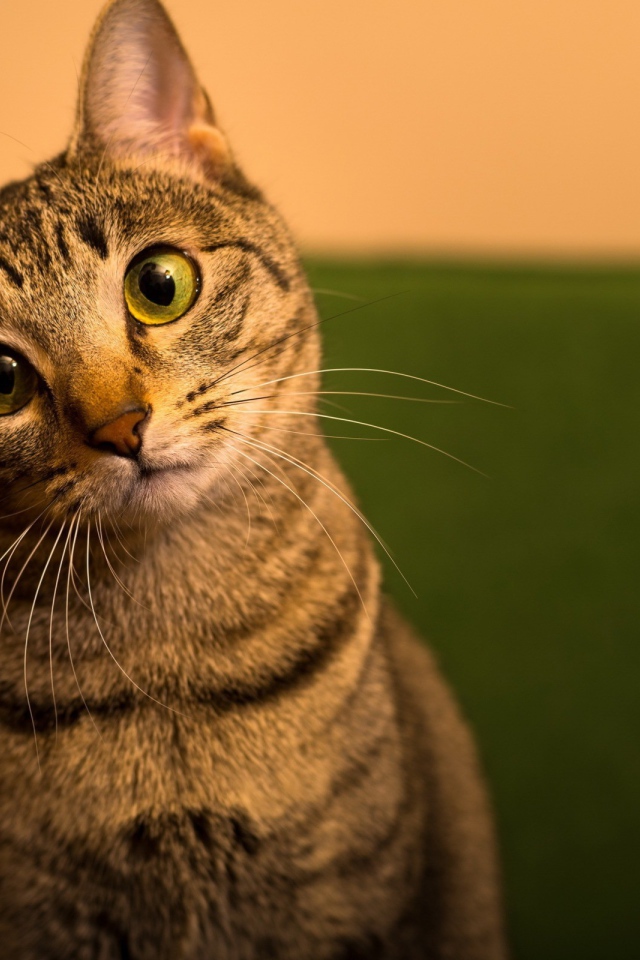 Забавный зеленоглазый домашний кот