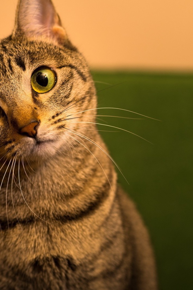 Забавный удивленный кот