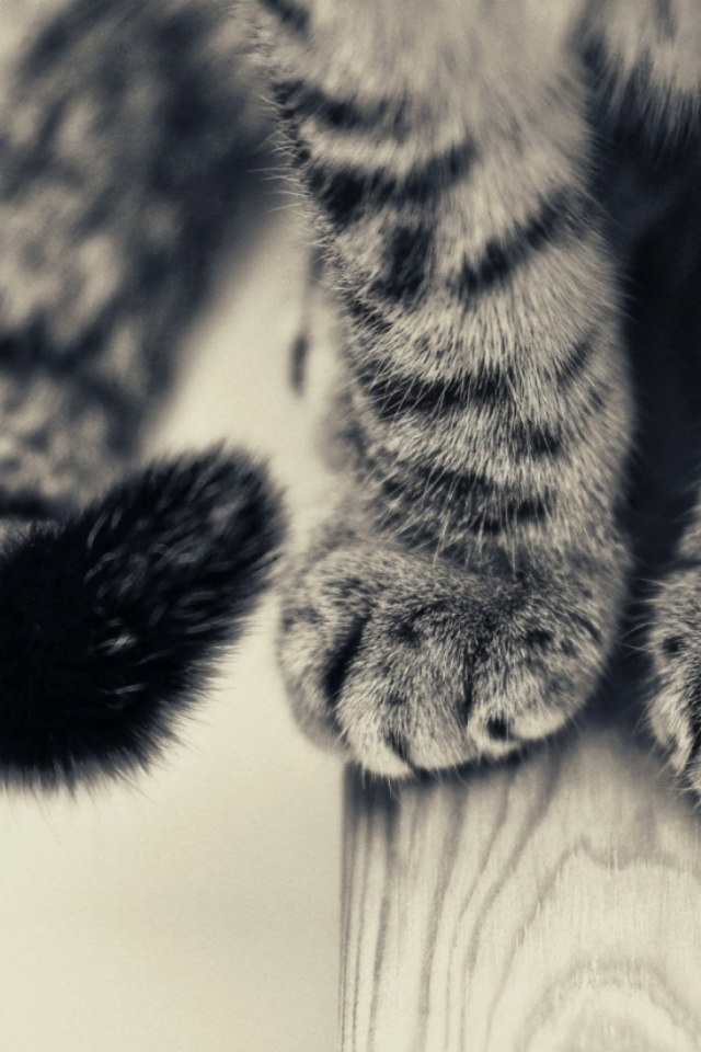 Пушистые лапки и хвост серого кота