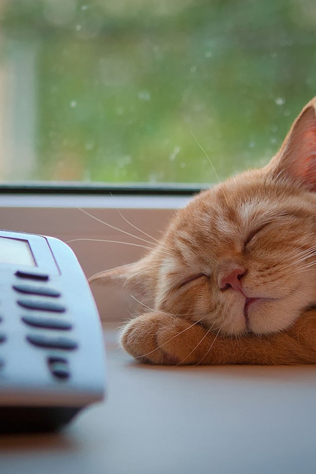 Рыжий кот спит рядом с телефоном