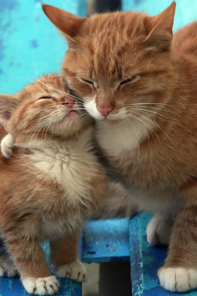 Рыжий котенок с мамой