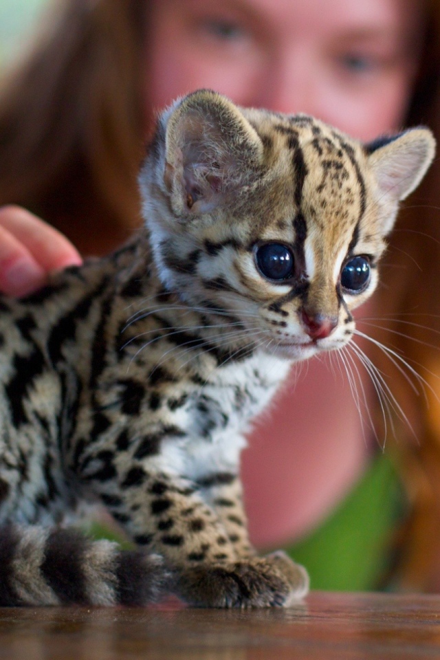 Девушка гладит котенка оцелота