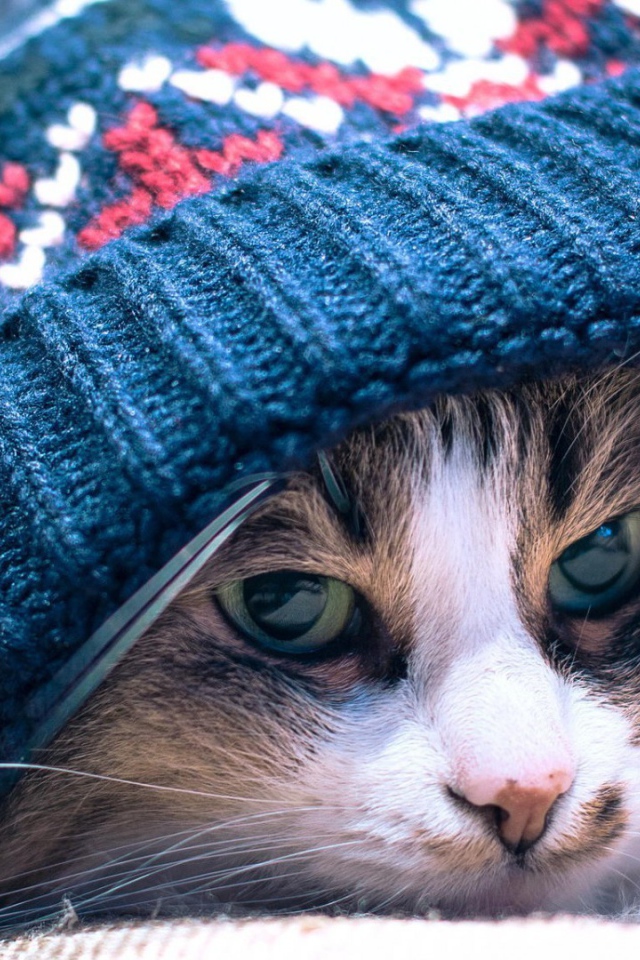 Хмурый кот лежит под вязанной шапкой