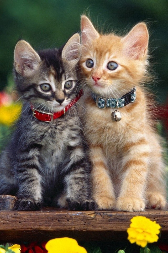 Серый и рыжий котенок в ошейниках