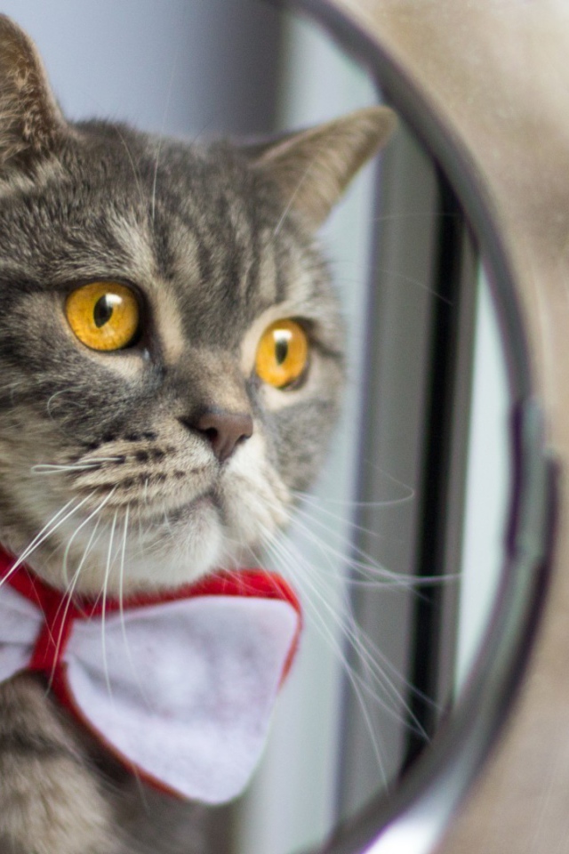 Серый кот в бабочке у зеркала