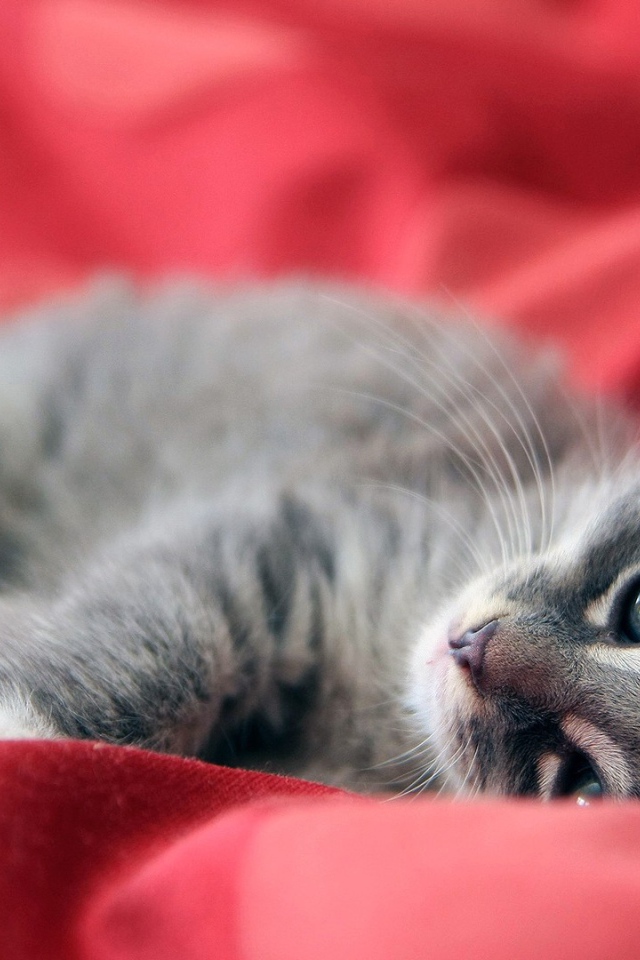 Серый котенок лежит на красной ткани