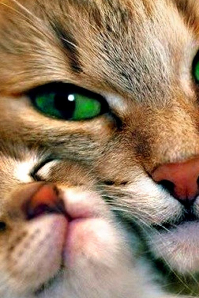 Зеленоглазая кошка с котенком