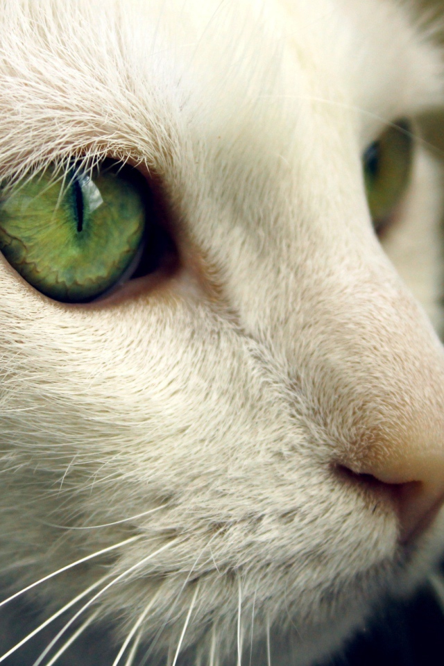 Зеленые глаза на белой морде кота