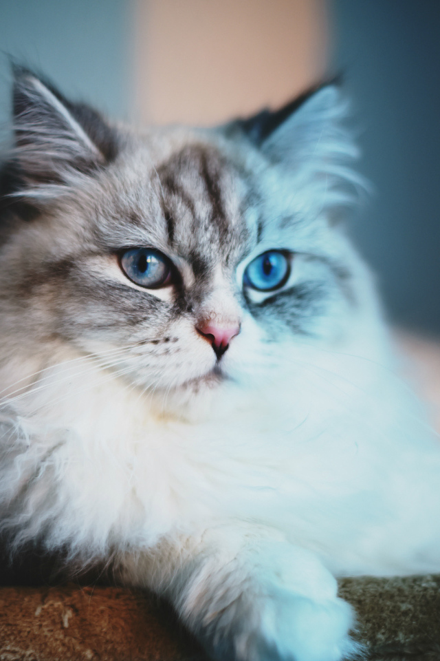 Серый кот с голубыми глазами