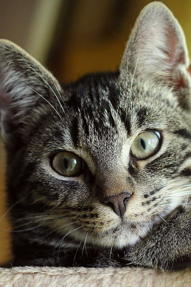 Серый Кот с зелеными глазами