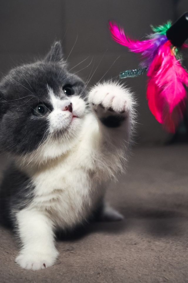 Серый котенок играет с игрушкой