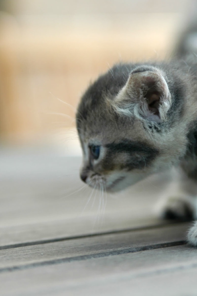 Серый игривый котенок