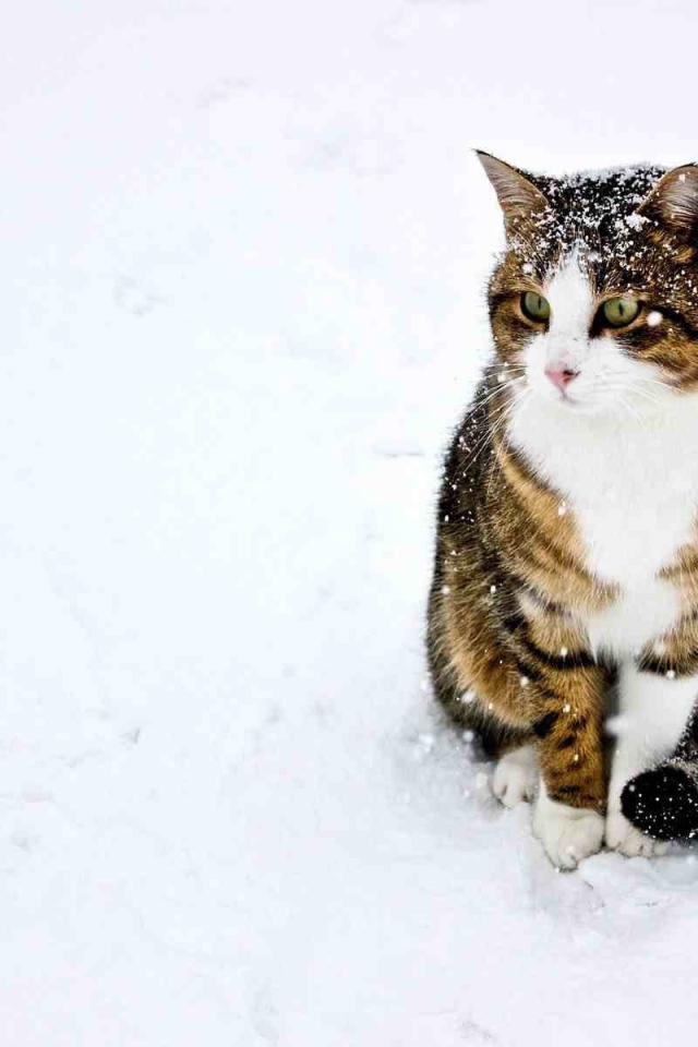 Домашний кот играет в снегу
