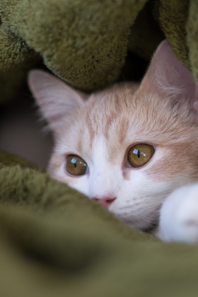 Котенок прячется в пледе