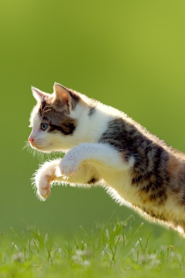Котенок в прыжке на газоне