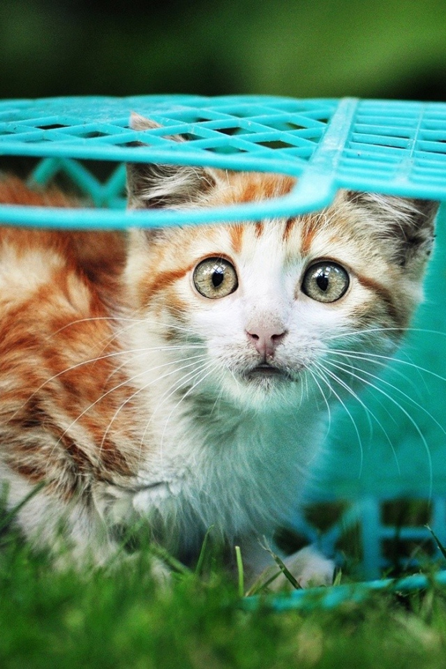 Котенок в голубой корзине