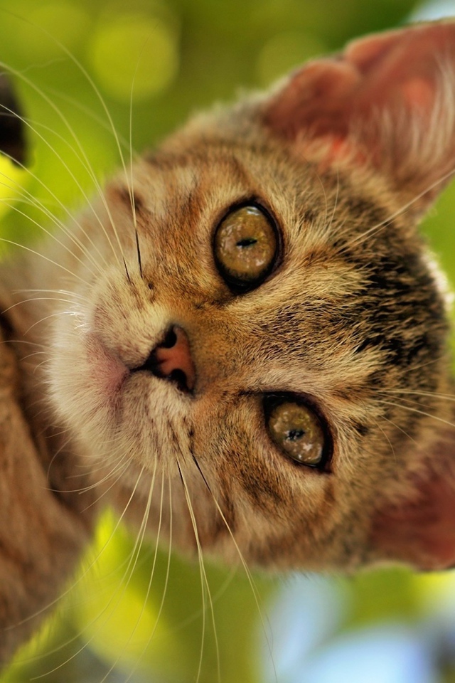 Котенок на дереве