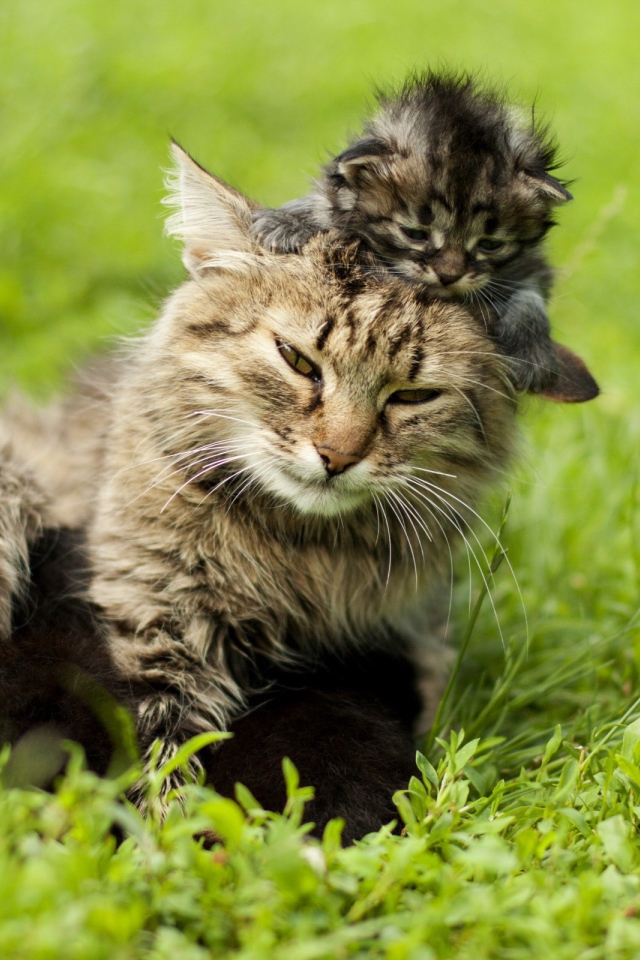 Котенок на голове у мамы