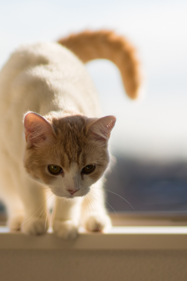 Котенок на подоконнике