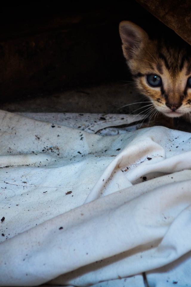 Котенок выглядывает из под доски