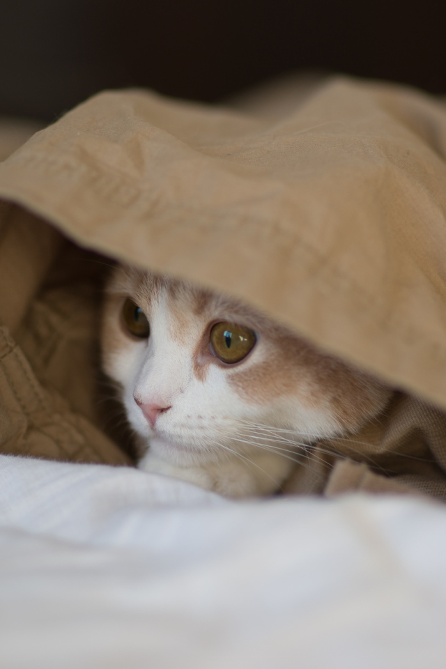 Kitten playing hide and seek