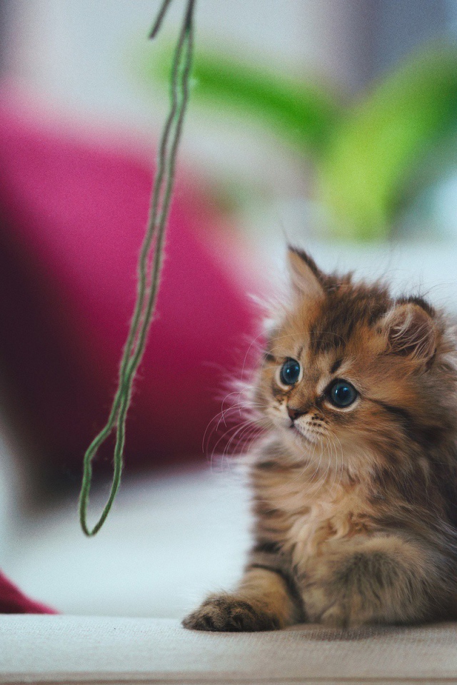 Котенок играет с зеленой ниткой