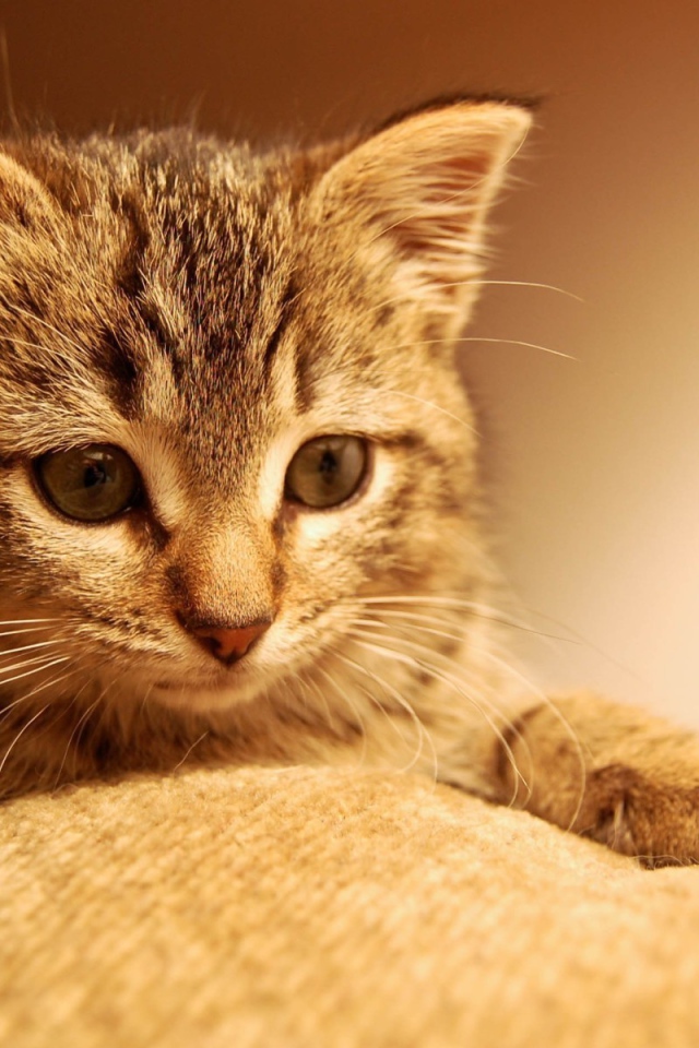 Котенок положил лапы на ткань