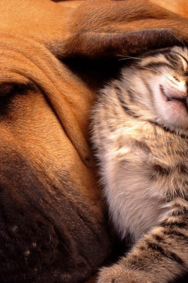 Котенок под ухом большой собаки