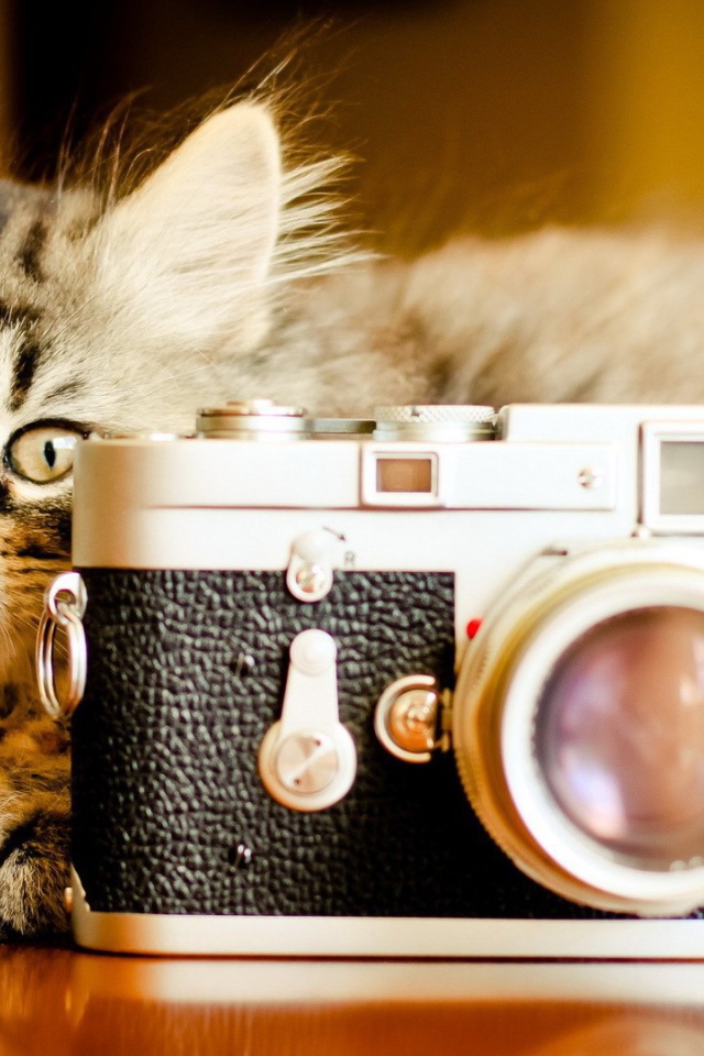 Котенок ждет когда вылетит птичка