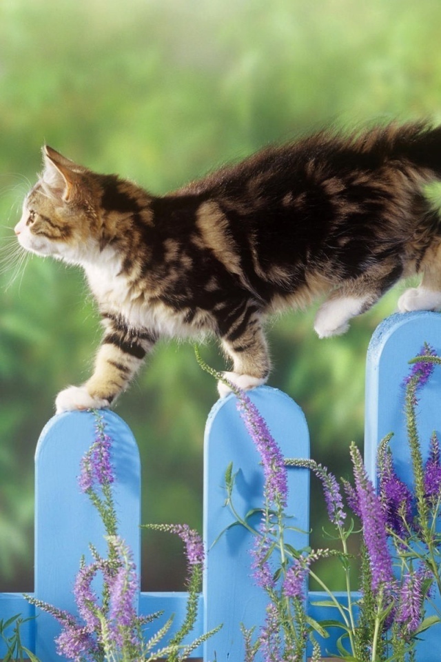 Котенок гуляет по голубому забору