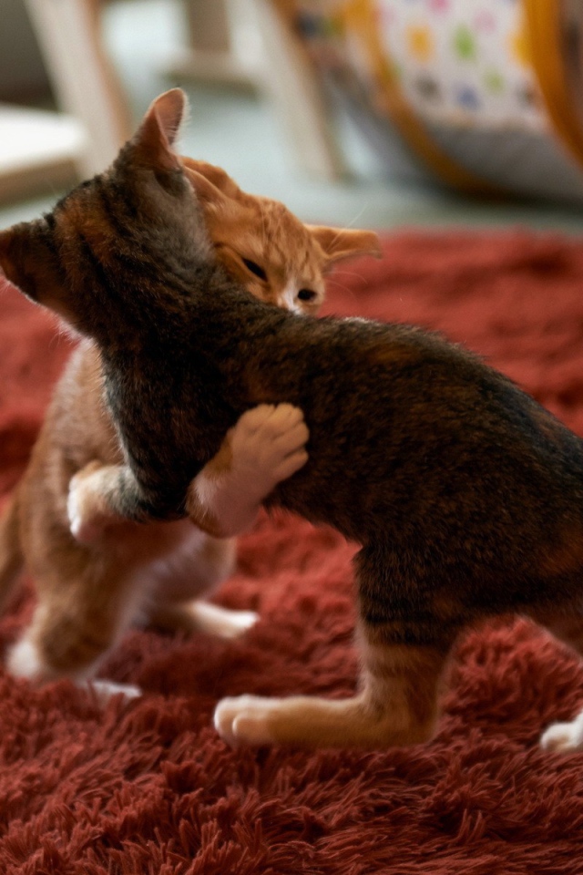 Котята играют на красном ковре