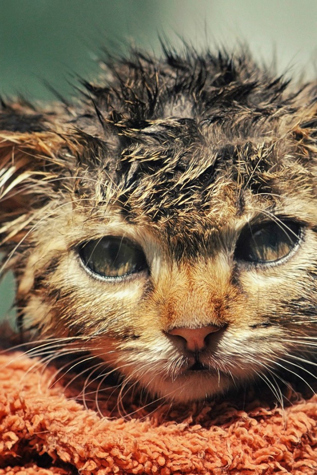 Котенок после купания