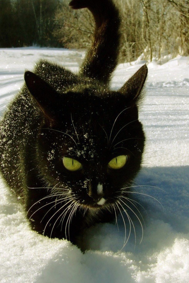 Безумный мартовский кот