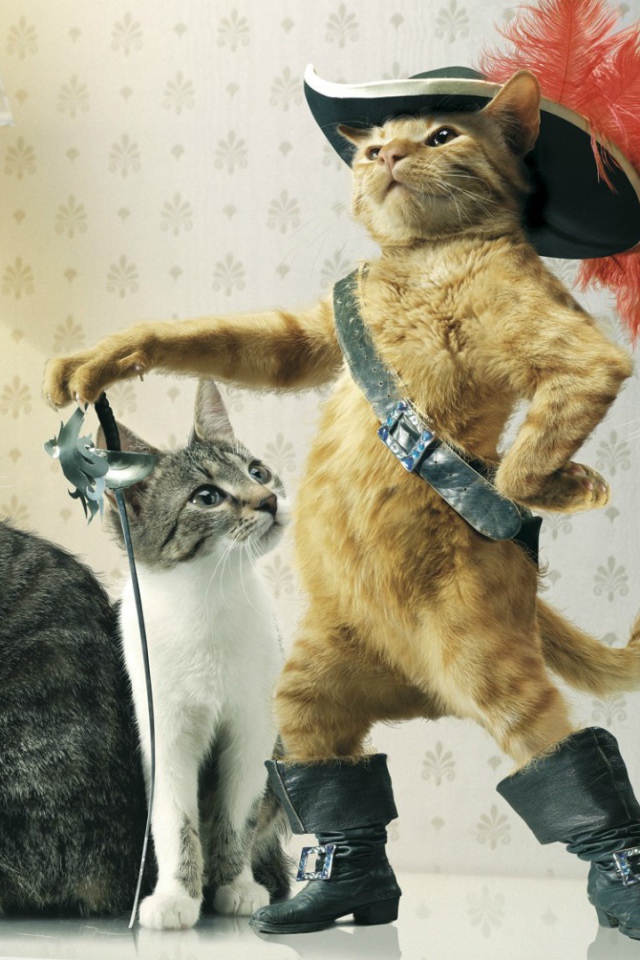 Коты с предводителем