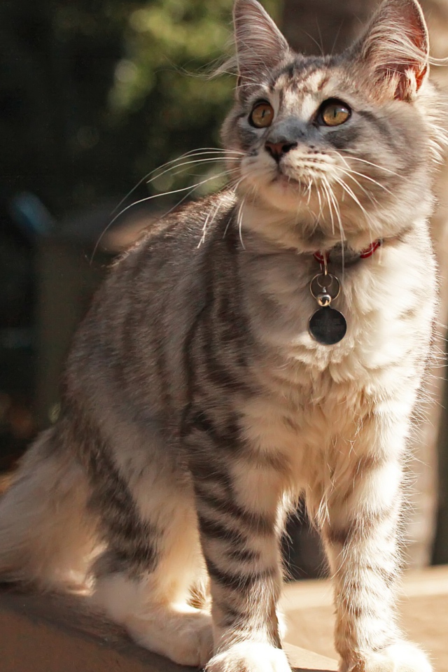 Медальон на ошейнике кошки