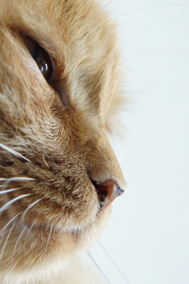 Морда старого рыжего кота