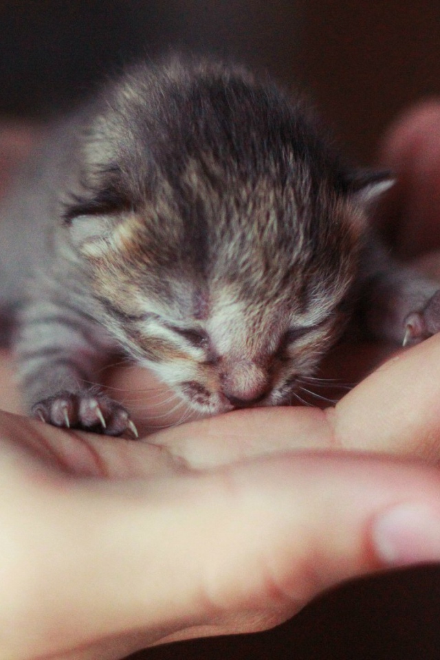 Новорожденный котенок на ладони