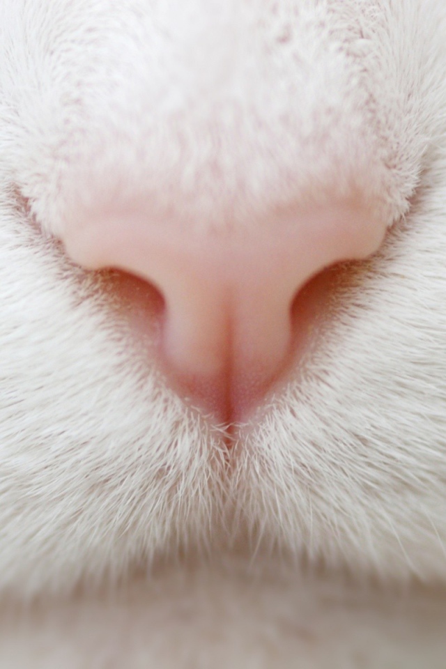 Розовый нос на белой мордочке кота